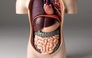 Organ Health: Get Organized to Take Better Care of Your Vital Organs